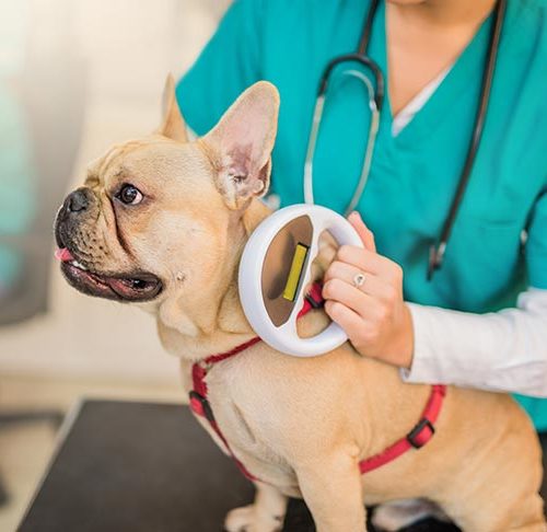 Microchipping Your Dog