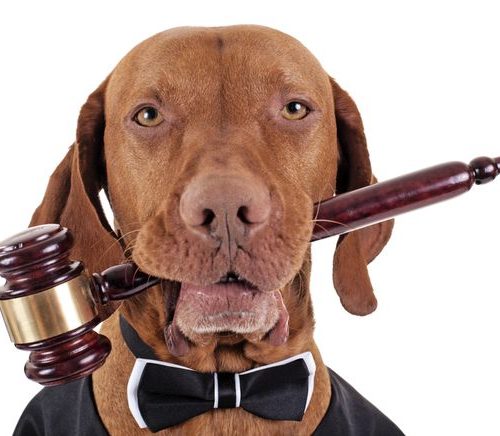 Legal Obligations for Dog Owners