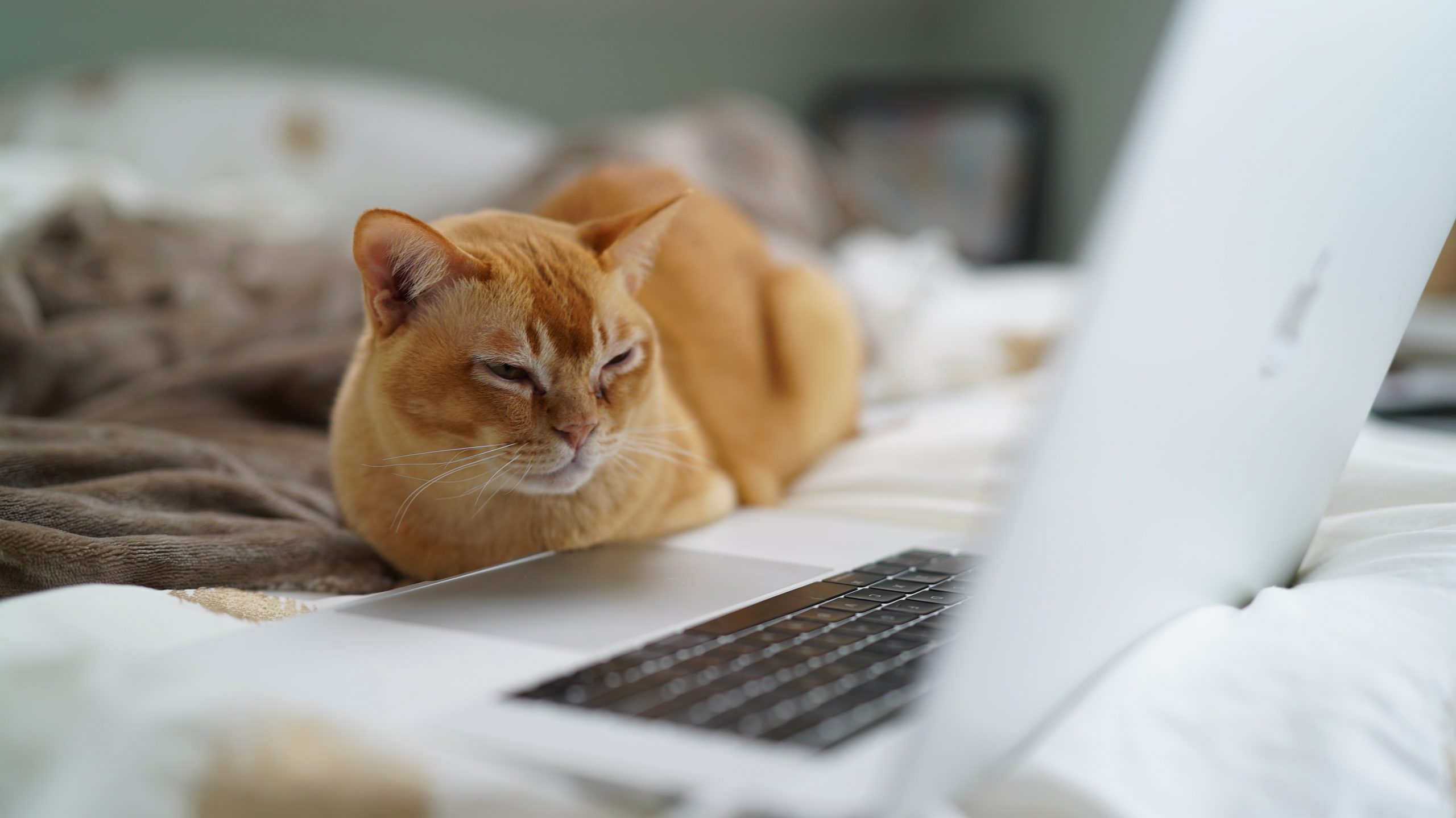 Online Education for Cats