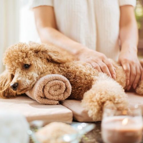woman-giving-body-massage-to-dog-spa-still-life-aromatic-candles-flowers-towel-woman-giving-body-massage-to-dog-122098539