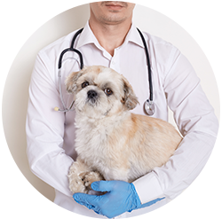 Vet Services in Auckland
