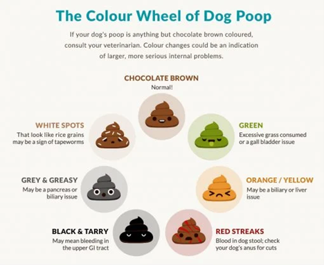 Read your dog's poo