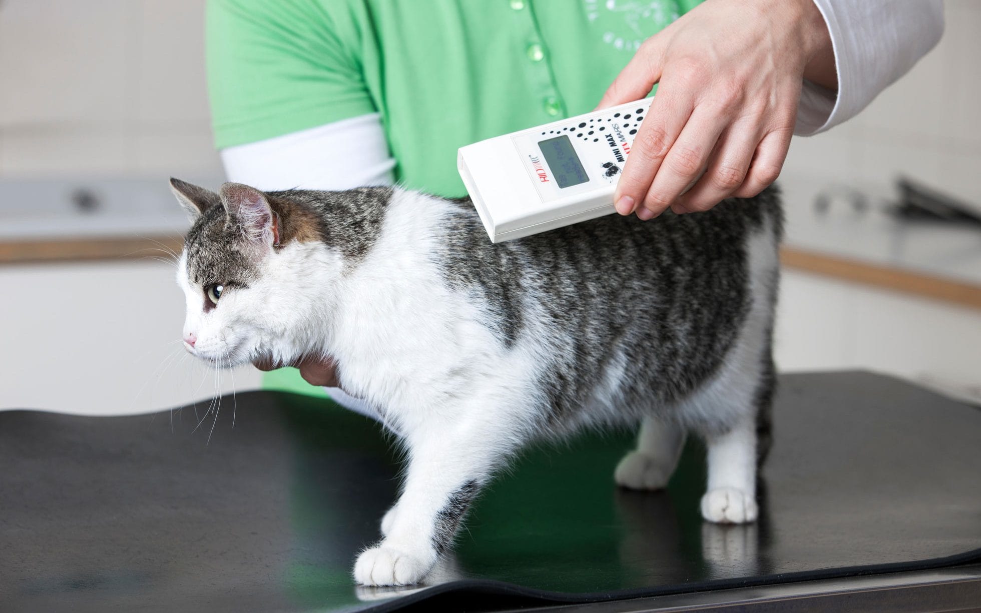 Microchipping Your Cat