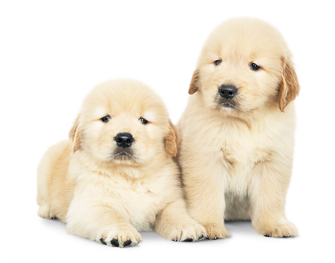 Two-puppies