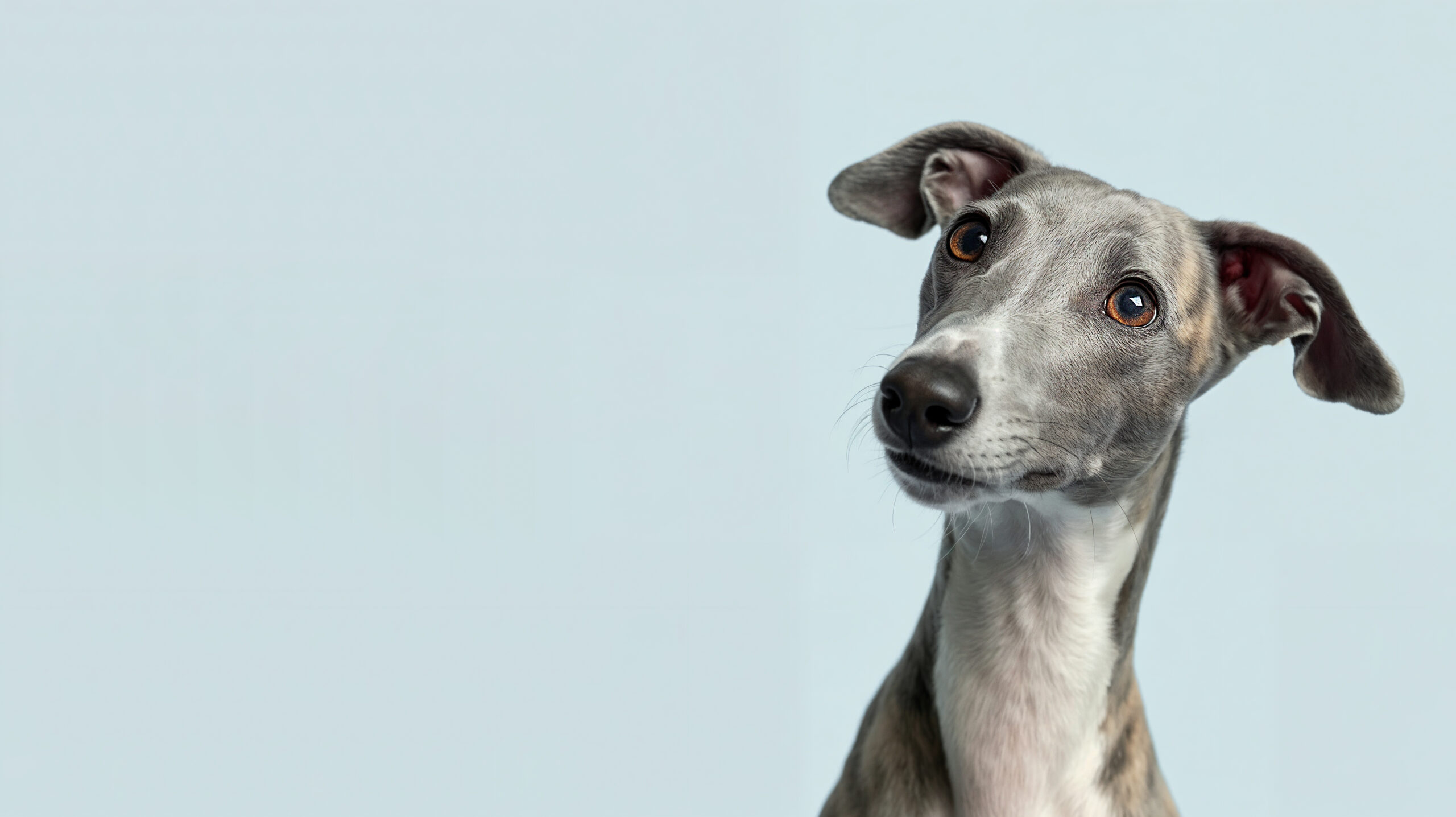 whippet-dog-looking-upwards