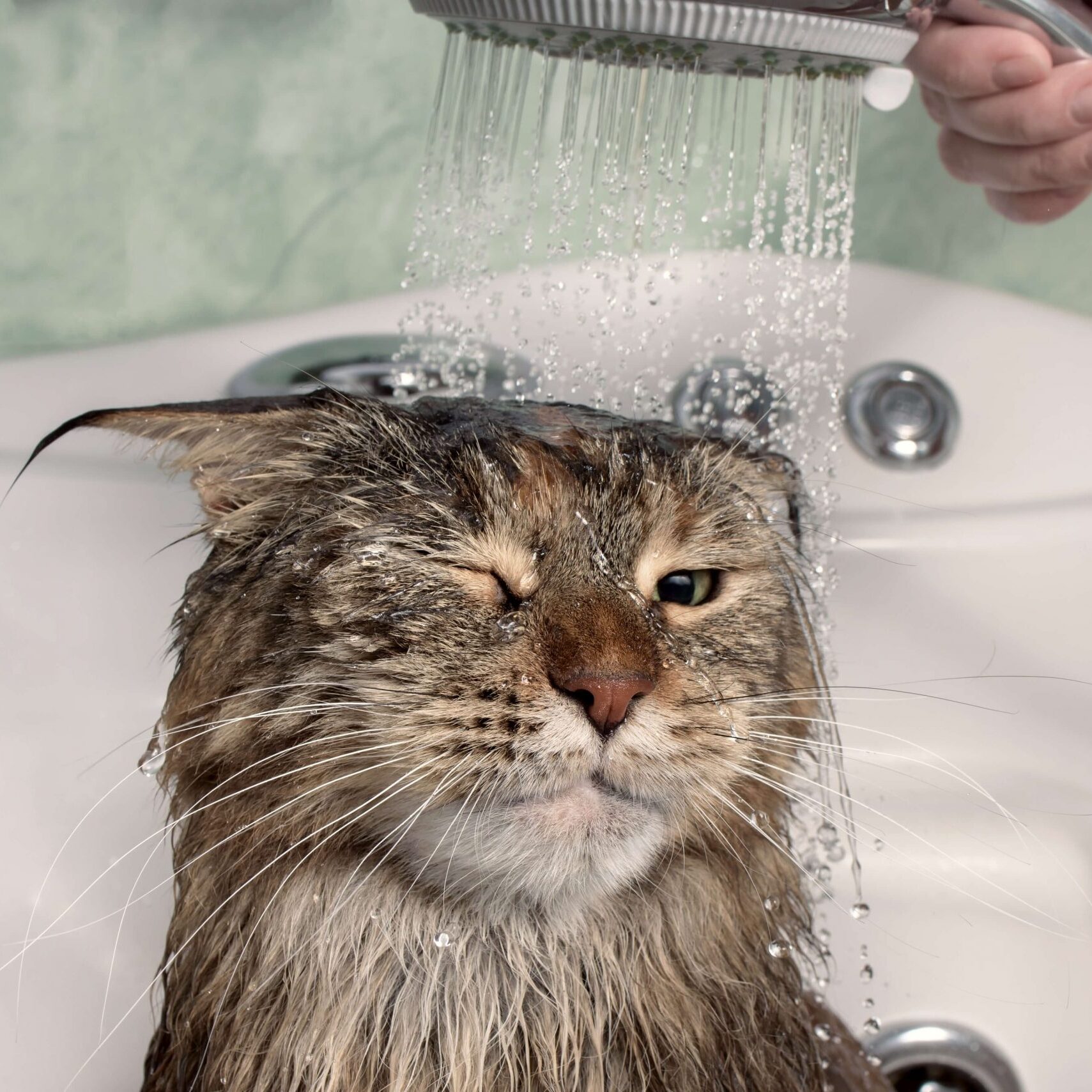 Wash Your Cat