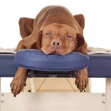 Canine-Massage-for-Dog-Owners-Feature