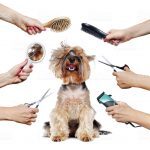 Yorkshire Terrier puppy surrounded by hands holding groomer tools