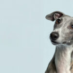 whippet-dog-looking-upwards